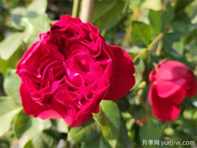 紅色龍沙寶石月季，耐熱抗病的藤本月季(圖1)