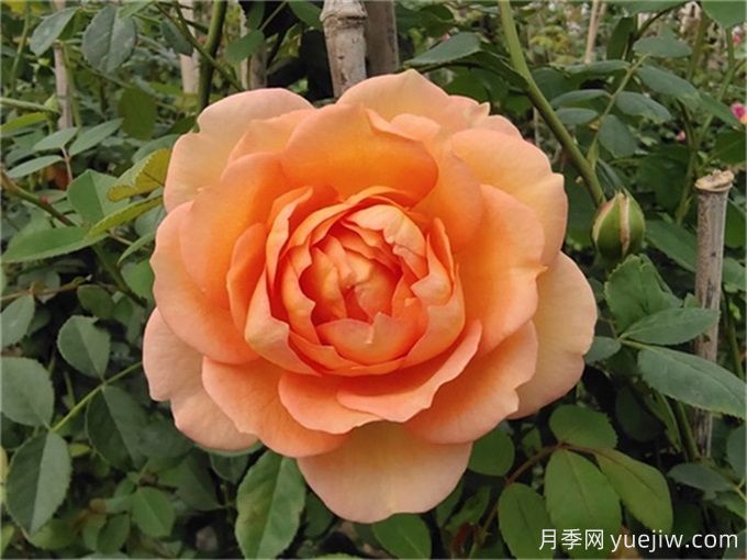 推薦3種爬藤月季，長(cháng)勢旺盛，打造月季花墻(圖1)