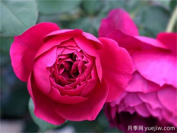 盤(pán)點(diǎn)10個(gè)***香的月季花品種(圖3)