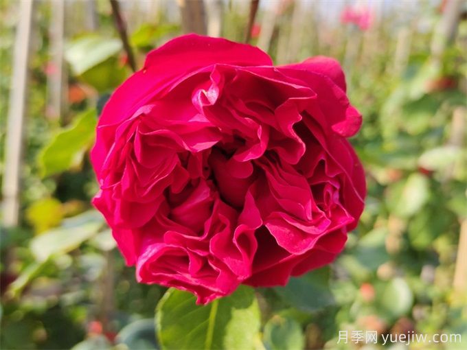 5個(gè)藤本月季，讓你得到一個(gè)花開(kāi)不斷的夏天(圖2)