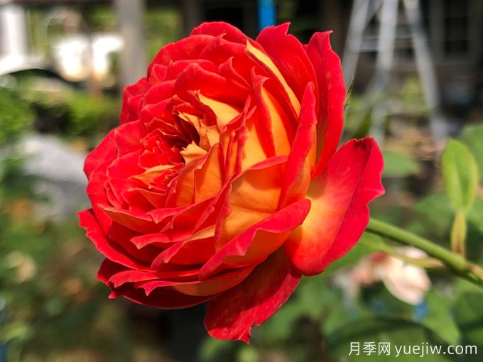 5個(gè)藤本月季，讓你得到一個(gè)花開(kāi)不斷的夏天(圖1)