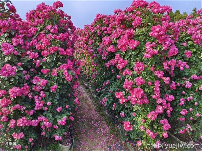 月季：花中皇后，月月花開(kāi)月月紅(圖2)