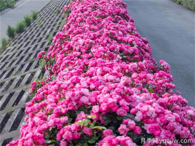 月季：花中皇后，月月花開(kāi)月月紅(圖3)
