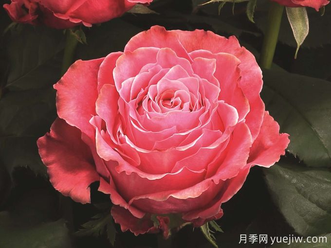 鄉村花園月季(圖1)