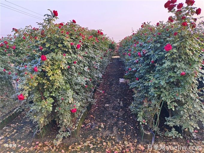 紅色龍沙寶石，花期長(cháng)，耐熱又抗病(圖2)