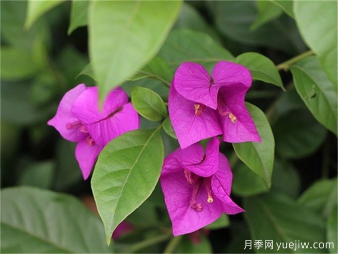 葉子花簡(jiǎn)介，三角梅養殖注意事項(圖1)