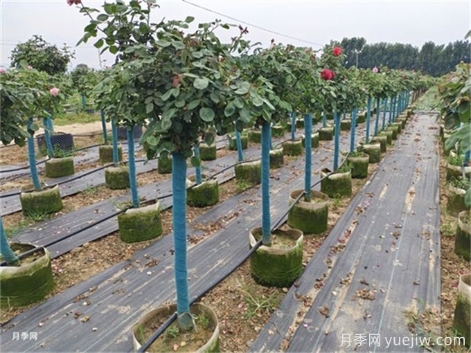 河南南陽(yáng)月季批發(fā)價(jià)格_基地圖片_月季產(chǎn)地報價(jià)表(圖4)