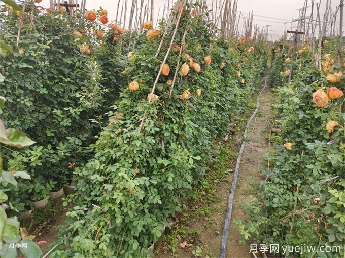 降溫了，月季筍芽要剪嗎？(圖1)