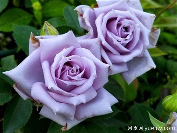 分享30個(gè)稀有藍紫色月季品種(圖3)