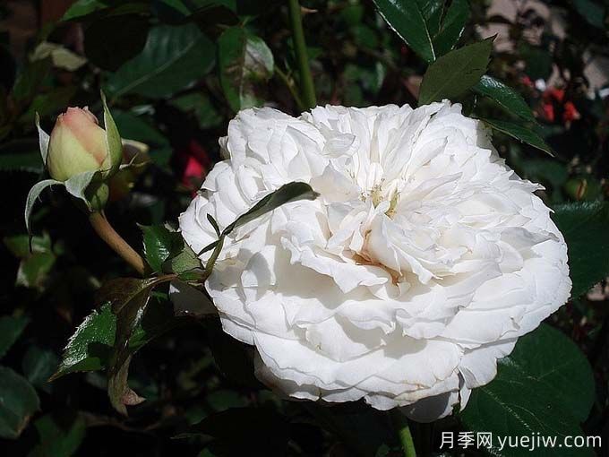 分享25款香水月季品種，好看又好聞(圖2)