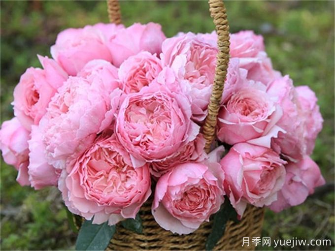 月季病害為什么這么多？藥物可以一起混合噴嗎？(圖2)