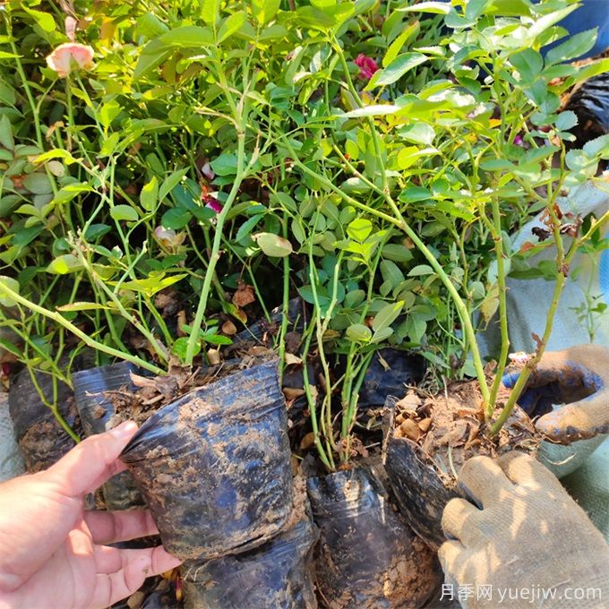月季瘦弱徒長(cháng)沒(méi)分枝怎么辦？促發(fā)分枝強壯的小竅門(mén)(圖3)