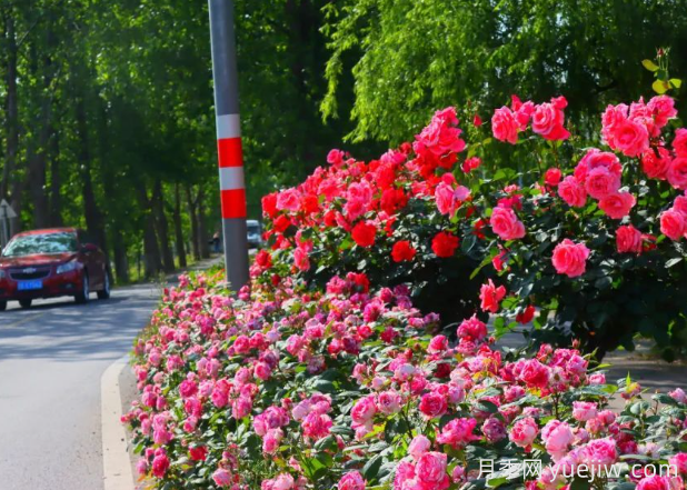 宜昌市董市鎮，月季綻放月季小鎮(圖1)