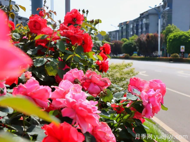 宜昌市董市鎮，月季綻放月季小鎮(圖2)