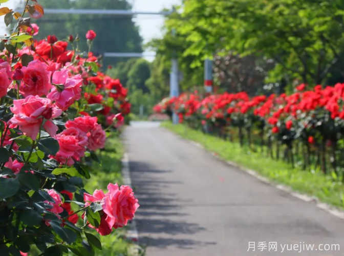 宜昌市董市鎮，月季綻放月季小鎮(圖3)