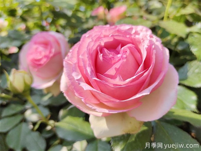 月季養護特輯：月季病蟲(chóng)害，這一篇全總結(圖1)
