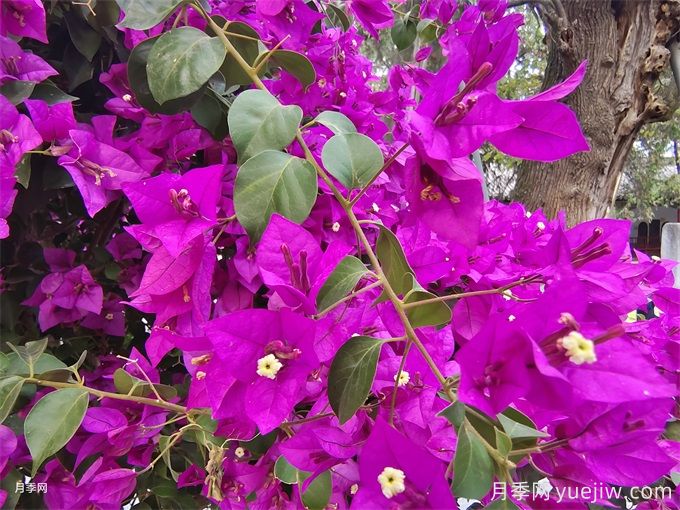 十一月開(kāi)花的花有哪些？(圖2)