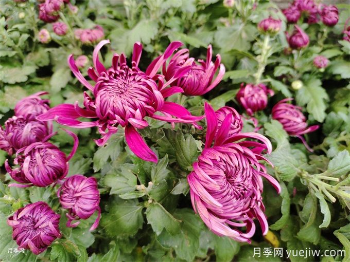 十一月開(kāi)花的花有哪些？(圖1)