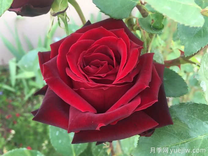 黑珍珠月季，神秘美麗的黑色玫瑰(圖1)