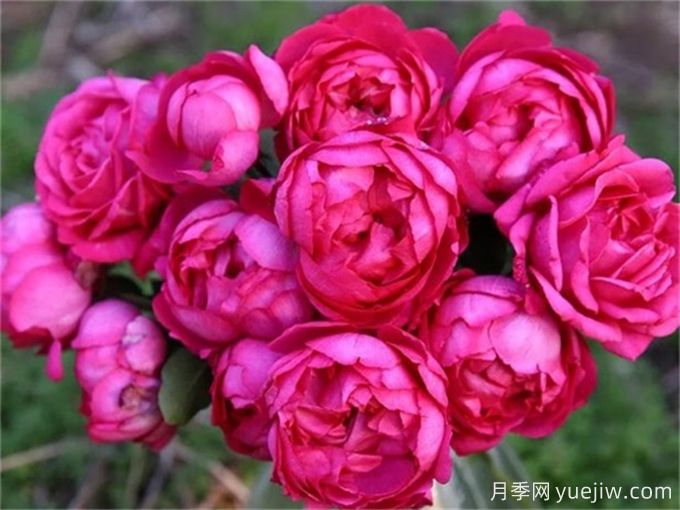 胭脂香水月季，美妙色彩和濃郁香氣的伊芙月季(圖2)