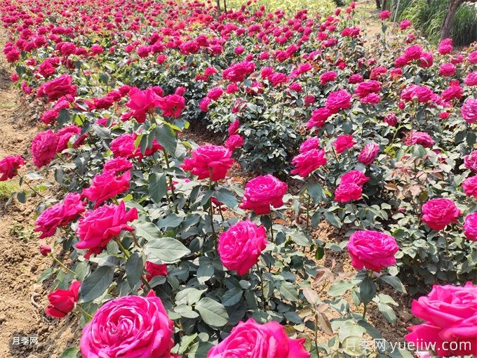 種植和管理地栽月季需要注意些什么？(圖1)
