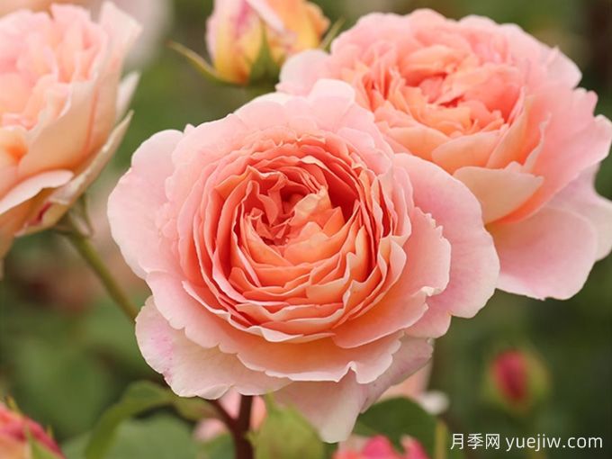 顏值很能打！月季界著(zhù)名的亞伯拉罕達比月季(圖1)