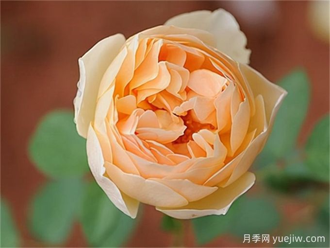 如果你喜歡淡雅，推薦5個(gè)橙杏色和桃粉色月季(圖2)