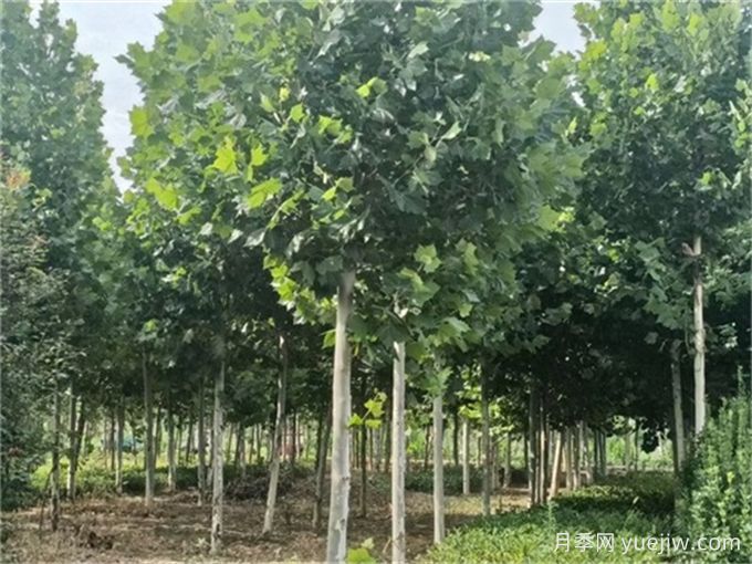 園林人必知，世界五大行道樹(shù)！(圖2)