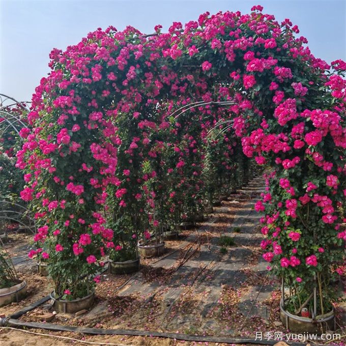 藤本植物必知四大類(lèi)，你知道幾個(gè)？(圖1)