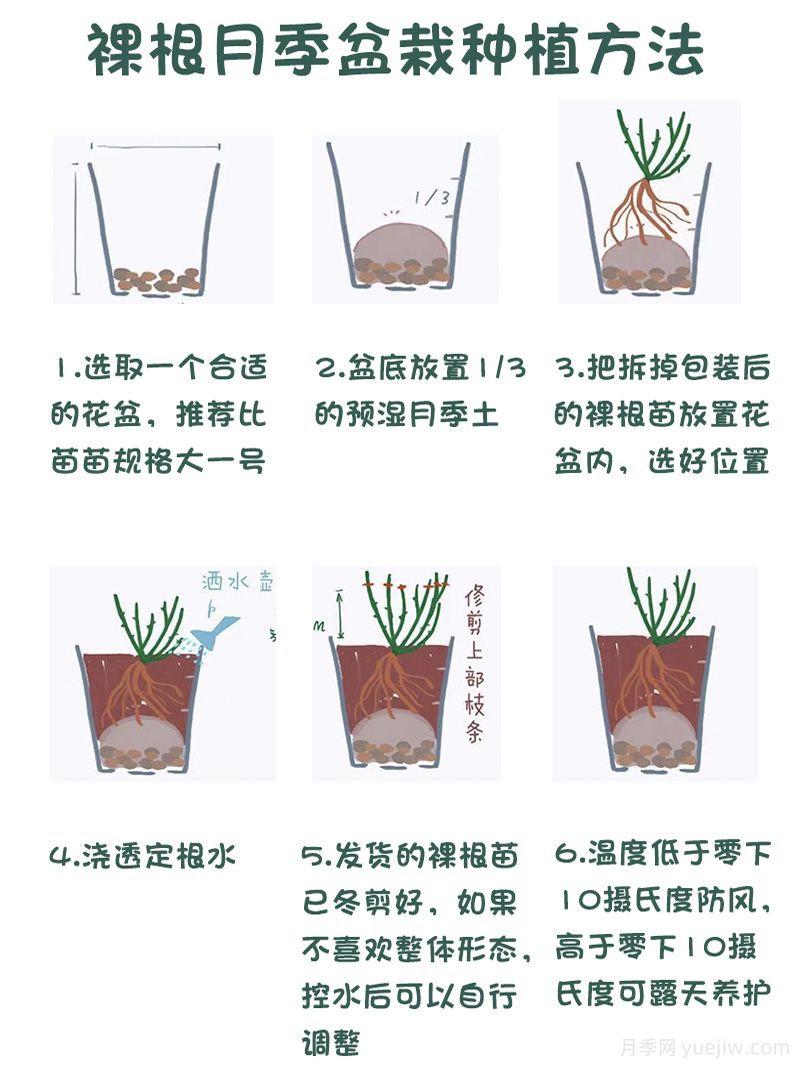 月季裸根苗的優(yōu)點(diǎn)？裸根月季如何種植？(圖2)