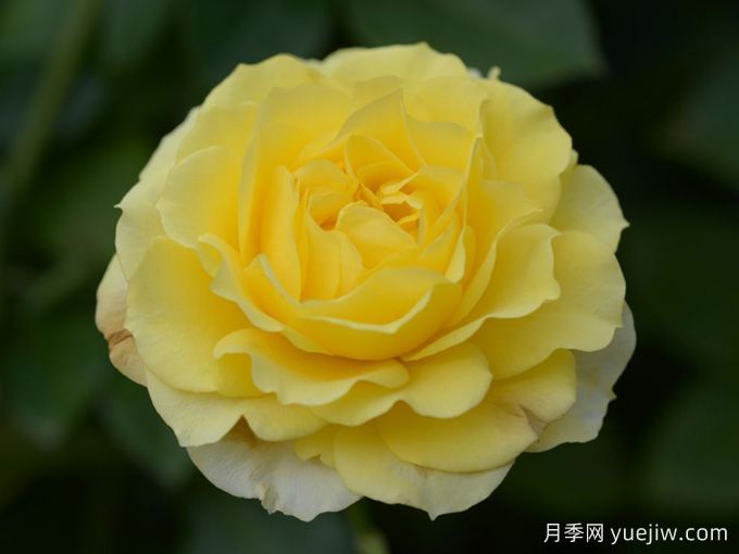黃愛(ài)玫月季/黃色玫蘭之愛(ài)/安妮杜普蕾/檸檬馬卡龍(圖2)