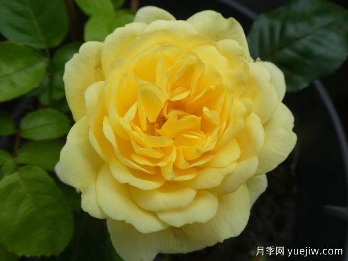 黃愛(ài)玫月季/黃色玫蘭之愛(ài)/安妮杜普蕾/檸檬馬卡龍(圖1)