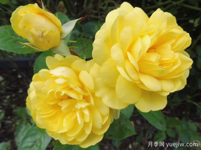 黃愛(ài)玫月季/黃色玫蘭之愛(ài)/安妮杜普蕾/檸檬馬卡龍(圖3)