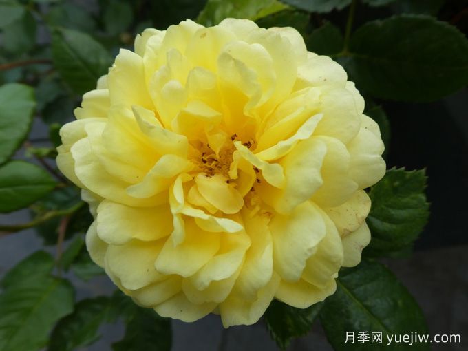 黃愛(ài)玫月季/黃色玫蘭之愛(ài)/安妮杜普蕾/檸檬馬卡龍(圖4)
