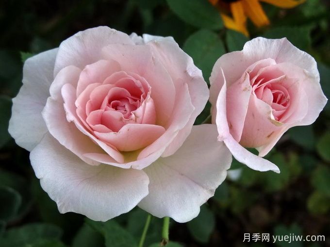 現代桃紅月季/現代腮紅(圖1)