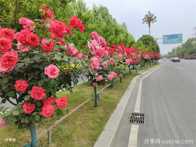 如何實(shí)現綠化養護質(zhì)量精細化管理？(圖1)
