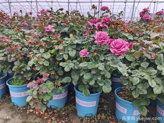 如何選擇適合家里高度的綠植盆栽？(圖1)