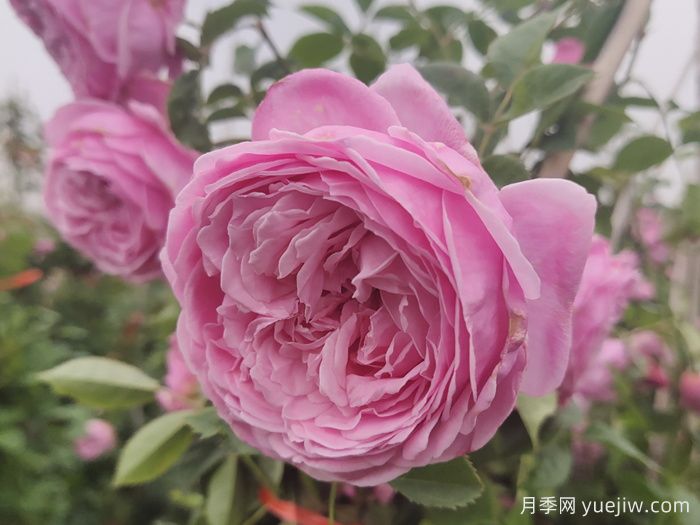 推薦13款香水月季品種，香味濃郁是真香(圖6)