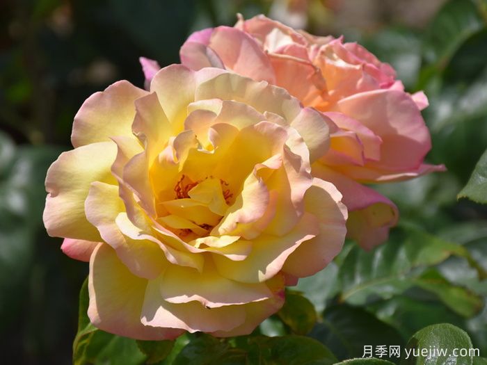 和平月季/黃和平月季(圖1)