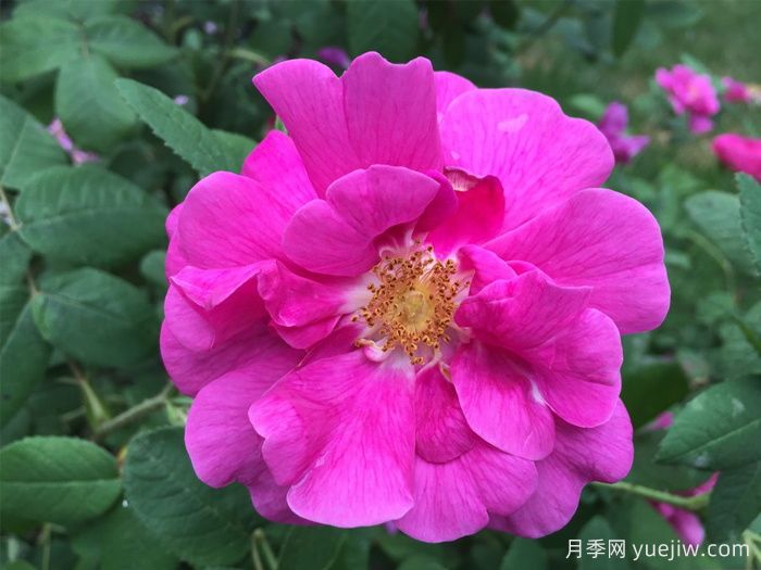 推薦高抗病的18款月季品種，必須收藏(圖1)