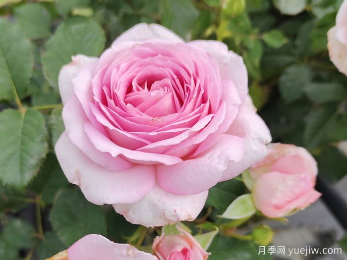 為10區花友問(wèn)一下，有跟粉龍差不多的月季品種嗎？(圖2)