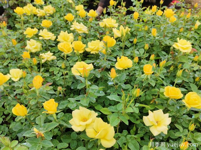 月季花苞太少怎么辦？不聽(tīng)話(huà)，剪它幾下！(圖2)