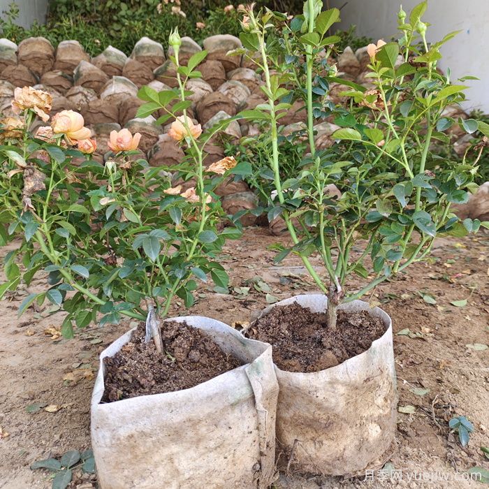 盆栽月季花怎么從小苗養大開(kāi)花？(圖1)