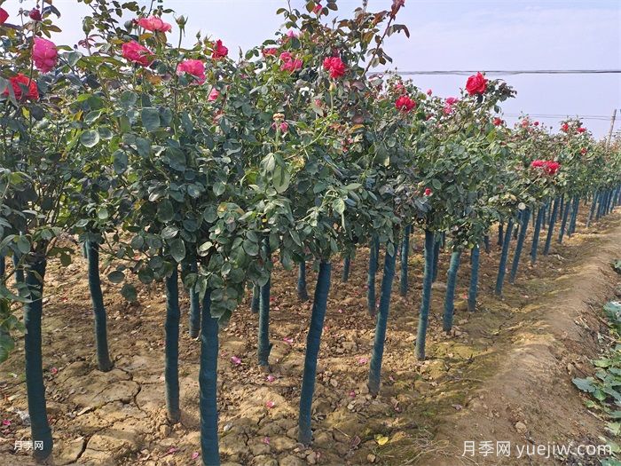 樹(shù)狀月季的四季養護技巧(圖1)