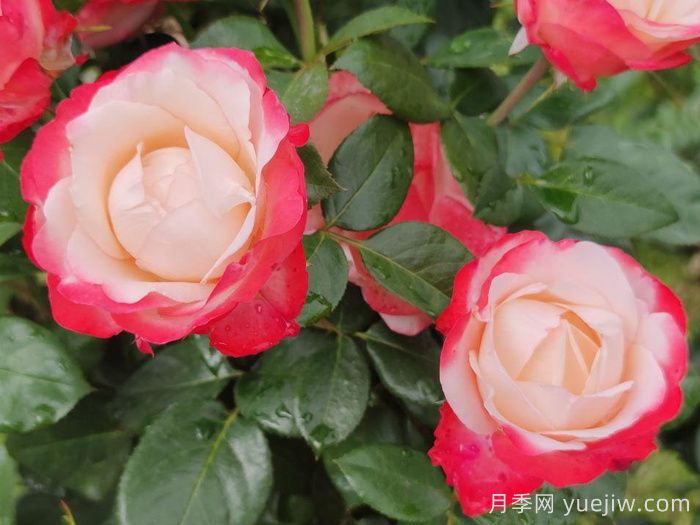 月季介紹之德國丹陶懷舊鄉愁月季(圖1)