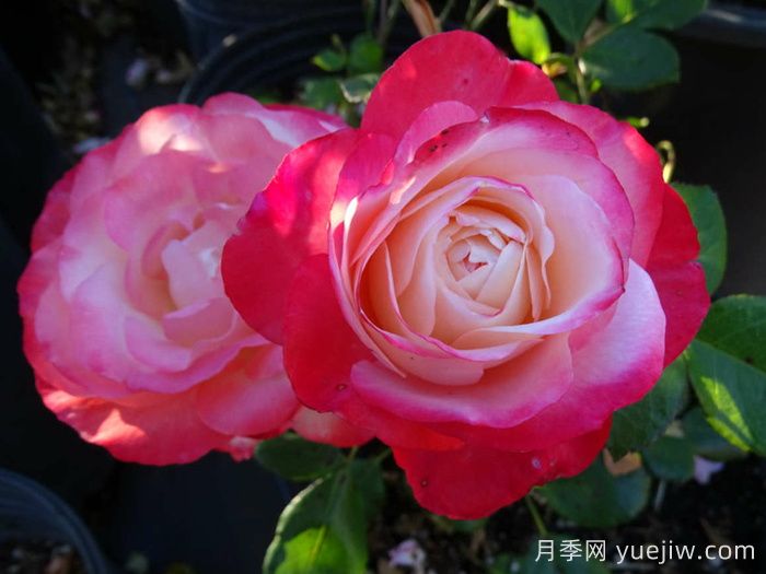 月季介紹之德國丹陶懷舊鄉愁月季(圖2)