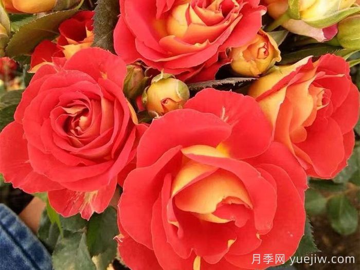 雙魚(yú)座陽(yáng)臺月季/雙魚(yú)座月季(圖2)