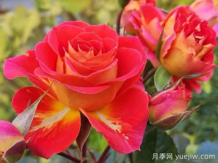 月季介紹之雙魚(yú)座陽(yáng)臺月季(圖1)