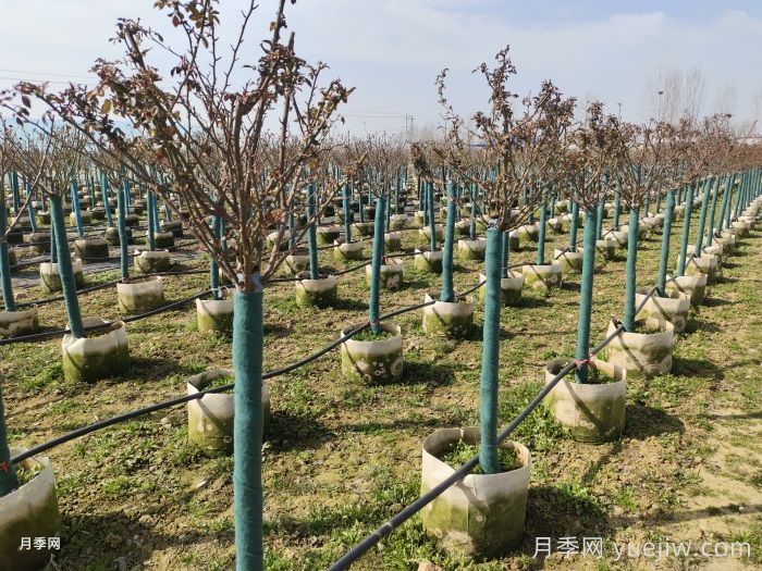 園林月季樹(shù)修剪常見(jiàn)問(wèn)題及注意事項(圖1)