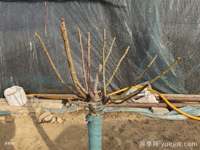 園林月季樹(shù)修剪常見(jiàn)問(wèn)題及注意事項(圖3)